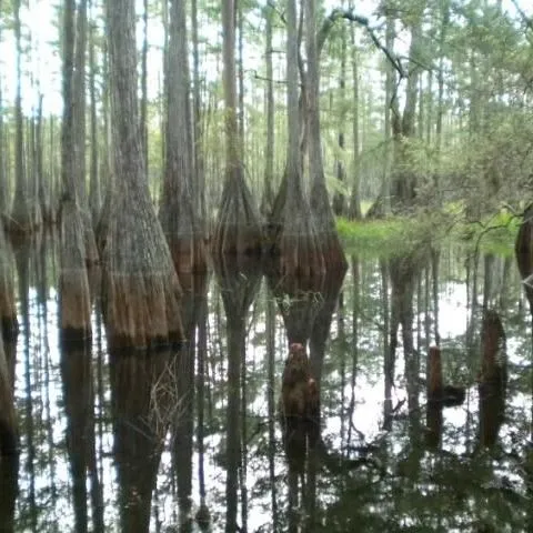 thumbnail for publication: Aquatic and Marine Ecosystems—Lesson 2: Wetland Ecosystems: Freshwater Marshes and Swamps